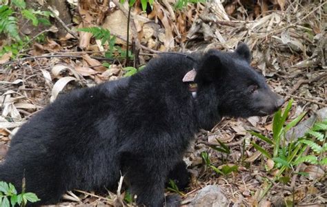 小黑熊被发现落单 体检过关搬移进行野放训练_宠界新闻