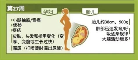 女人的怀孕周期PNG图片素材下载_怀孕PNG_熊猫办公