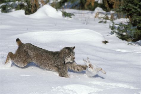猞猁的难言之隐：冬季山里的无冕之王，杀狼捕鹿，却严重依赖雪兔 - kin热点
