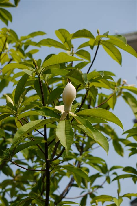 法斗木莲Manglietia fadouensis-花卉图片网