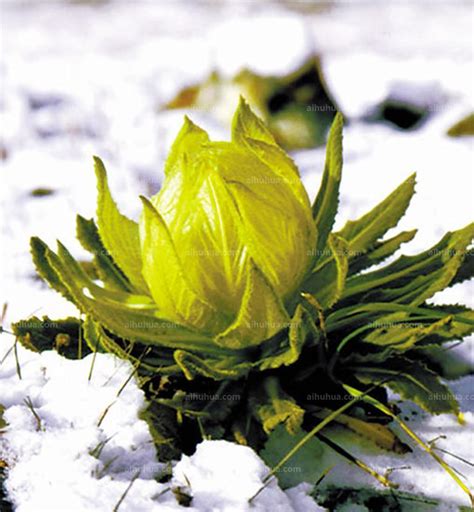 冰山雪莲的图片
