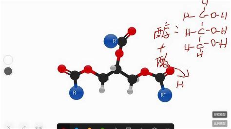 【化学】甘油三酯分子模型