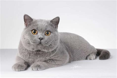 银渐层猫可以长到多少斤？ - 知乎