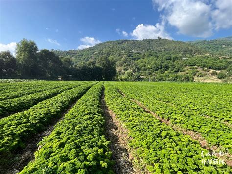 开屏新闻-保山昌宁：引种新品蔬菜番茜获昆明收购商青睐