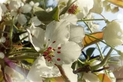 春暖花开-福山陵园景点风采--春季-德州市福山陵园