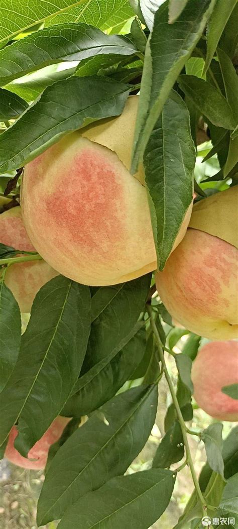 永莲蜜桃1-12号桃树苗6月份到10月底成熟品种_丰产