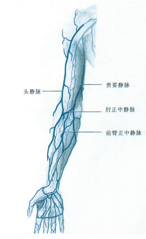 图286 上肢浅静脉-人体解剖组织学-医学