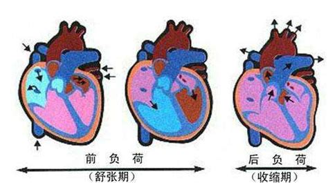 心室肌的前负荷是指()A心室收缩期末容积B心室舒张期末容积C心肌收缩力D动脉血压_百度教育