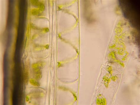 藻类的光学显微镜镜检和研究