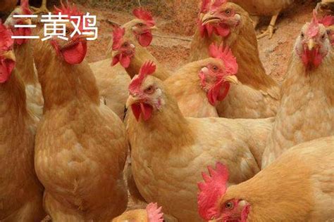麻黄鸡和三黄鸡的区别_农业知识 - 农业站