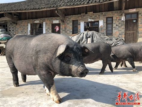 浙江海盐办世界名猪文化节 再现“请年猪”场景--陕西频道--人民网