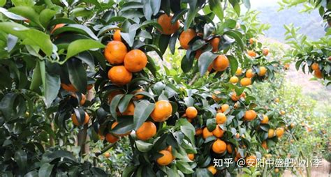 这么多柑橘品种，哪个最赚钱？一亩田柑橘产业大数据来了 - 知乎