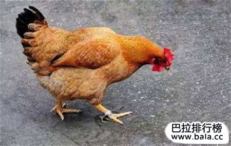 中国十大名鸡品种排行榜，你认识几种？_巴拉排行榜