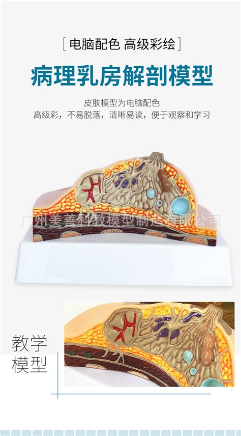 乳腺解剖图图片