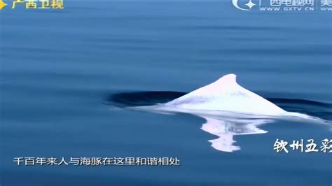 白海豚也能成为特色药用海洋动物？ _www.isenlin.cn