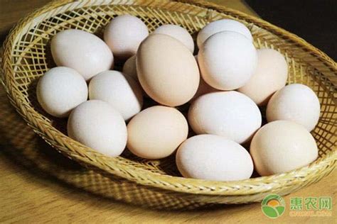 今日鸡蛋价格如何？2019年最新鸡蛋价格汇总及行情分析 - 惠农网