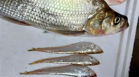 米级翘嘴鱼多少钱一斤市场价2023（野生翘嘴最新市场价）-聚才发
