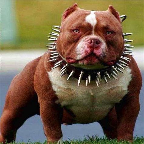 世界十大最凶悍的狗 深圳宠物展最凶猛的犬排行榜-参展网