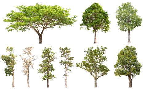 北方树种类大全（谁说北方地区不能发展珍贵树种？强烈推荐这18个树种） | 红五百科
