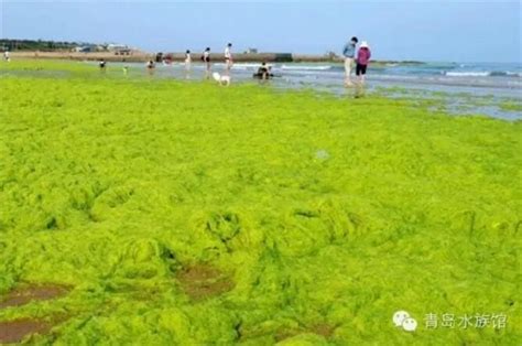 山东青岛：大规模浒苔来袭 沙滩又似大草原--图片频道--人民网