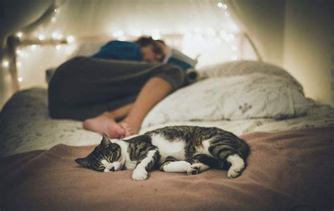 和主人一起睡觉，猫猫反应超乖巧！_阿猫吸阿狗-梨视频官网-Pear Video