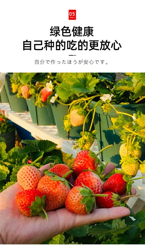 草莓苗四季盆栽食用阳台奶油果树果苗种植苗南方当年结果-阿里巴巴