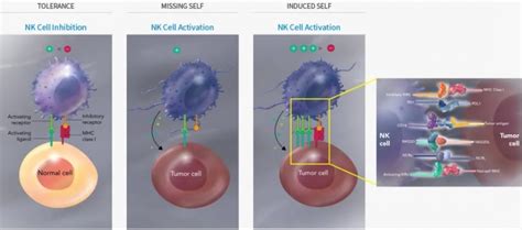NK细胞促进DC细胞向肿瘤微环境募集，抑制肿瘤免疫逃逸-公司新闻-深圳市默赛尔生物医学科技发展有限公司