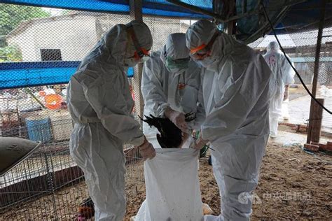 台一养禽场检出H5N5禽流感 扑杀8209只黑羽土鸡