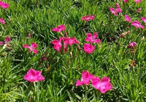欧石竹春天可以播种吗-花卉百科-绿宝园林网