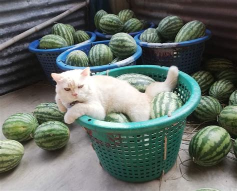 猫老板在线卖西瓜，表情严肃气势十足：挑了这么久到底买不买啊-笑奇网