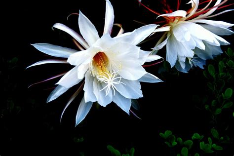 昙花图片