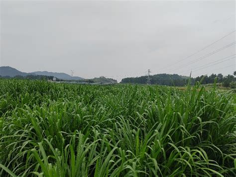 贵州松桃：多措并举强力推进养殖粪污治理工作-新华网