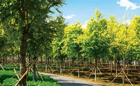 松林公司全面开展2022年造林绿化苗木检疫工作