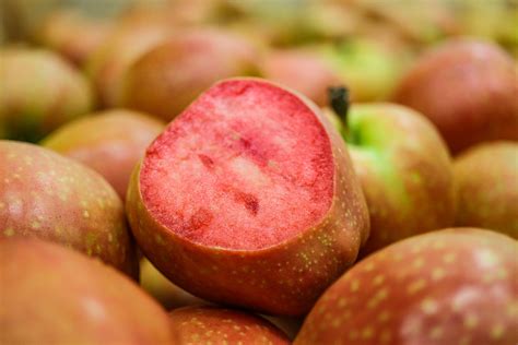 红肉苹果苗_红色之爱_红肉苹果-营口义缘新果果树专业合作社