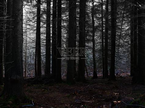 阴暗的树木在腹中的森林里，阴森可怕的气氛照片摄影图片_ID:349097194-Veer图库