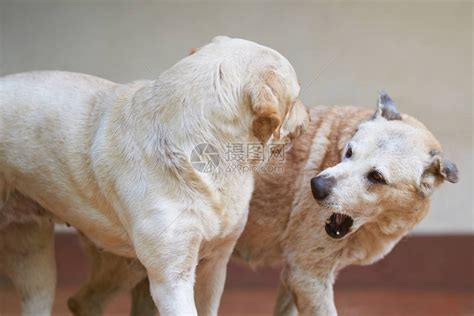 两只狗打斗两只狗互相高清图片下载-正版图片502897250-摄图网
