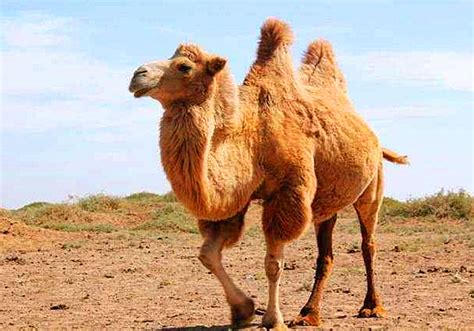 新疆白骆驼高清图片下载-正版图片501545685-摄图网