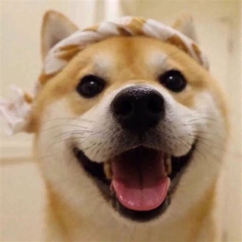 狗的头像非主流女生