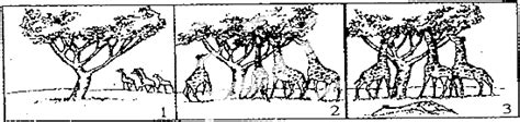 用达尔文的观点解释长颈鹿的长颈形成的原因是( )A．鹿经常伸长脖子够高处的树叶造成的B．生活在食物充足环境中的长颈鹿脖子长得长C．由于生存环境 ...