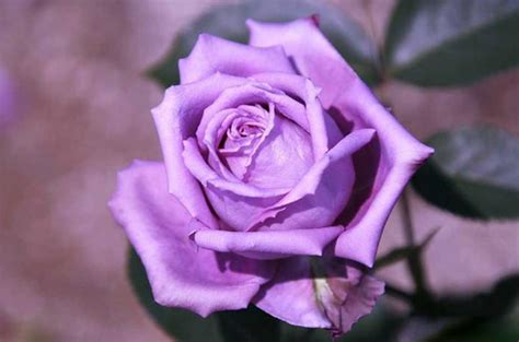 紫玫瑰的花语及象征意义 - 蜜源植物 - 酷蜜蜂