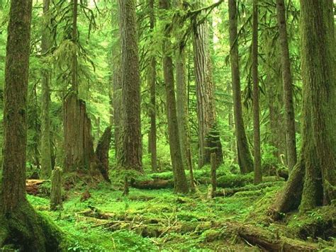 森林生态系统 - 快懂百科