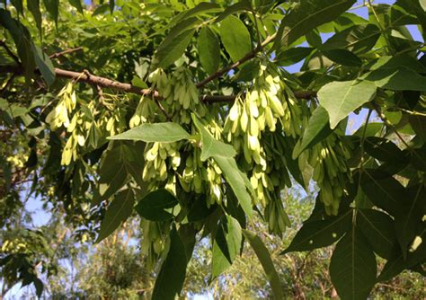 白蜡树的养殖方法 - 花百科