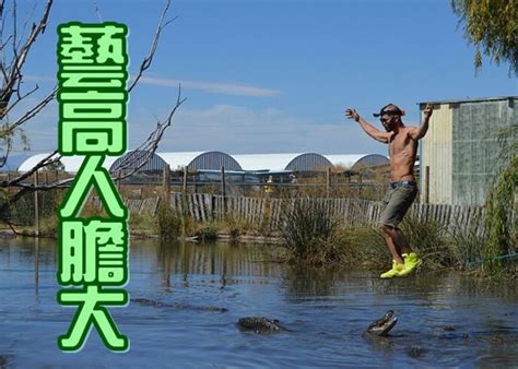 美国阿拉斯加州男子在沼泽上玩走扁带 下方鳄鱼虎视眈眈 - 神秘的地球 科学|自然|地理|探索