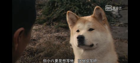 关于狗狗的电影有哪些：以狗为题材的电影推荐-七乐剧