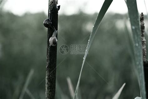 日出时蜻蜓上的晨露滴高清图片下载-正版图片504876928-摄图网
