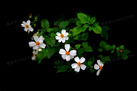 百花图图片