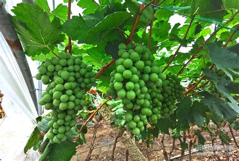 开屏新闻-大理这十年｜水果之乡宾川县水果产值超70亿元