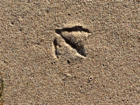 沙中的鸭子足迹高清图片下载-正版图片307299655-摄图网