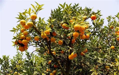 柑橘的生长习性、周期变化、需肥规律，都在这了！种柑前读一读，准没错！_种植圈_191农资人 - 农技社区服务平台