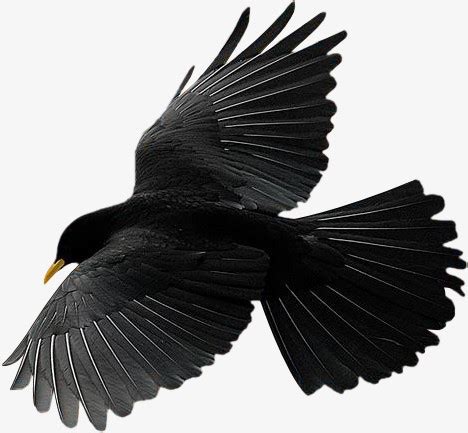 乌鸦 - Corvus corax，眼睛、头部和喙的肖像高清摄影大图-千库网